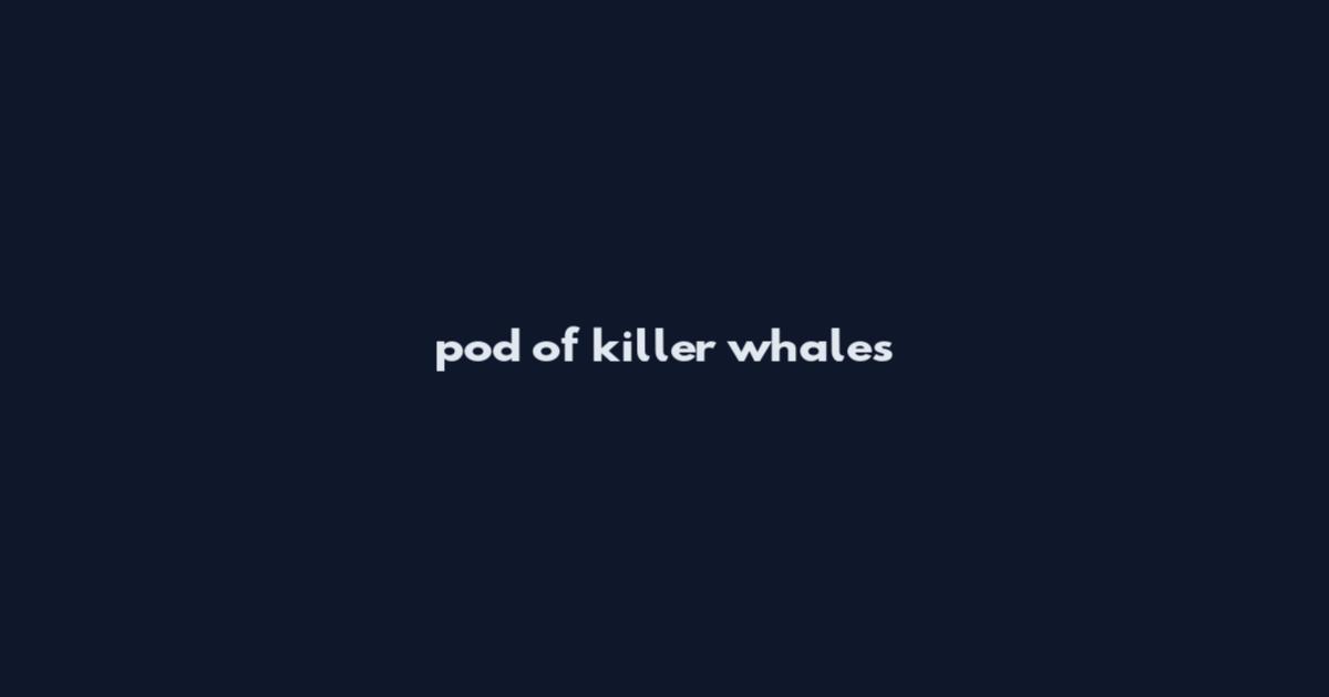 pod of killer whales